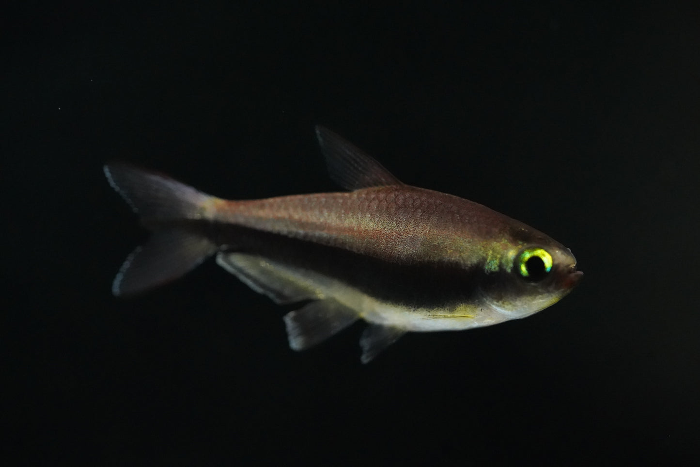 Blue Emperor Tetra