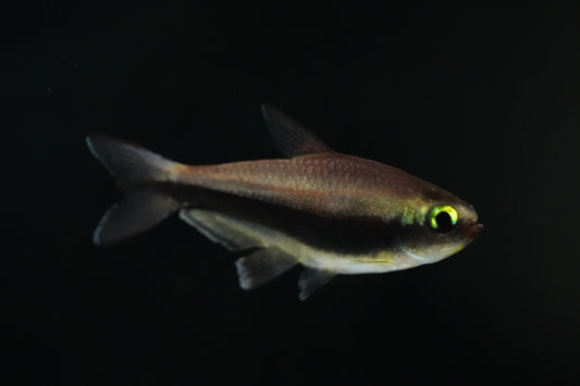 Blue Emperor Tetra