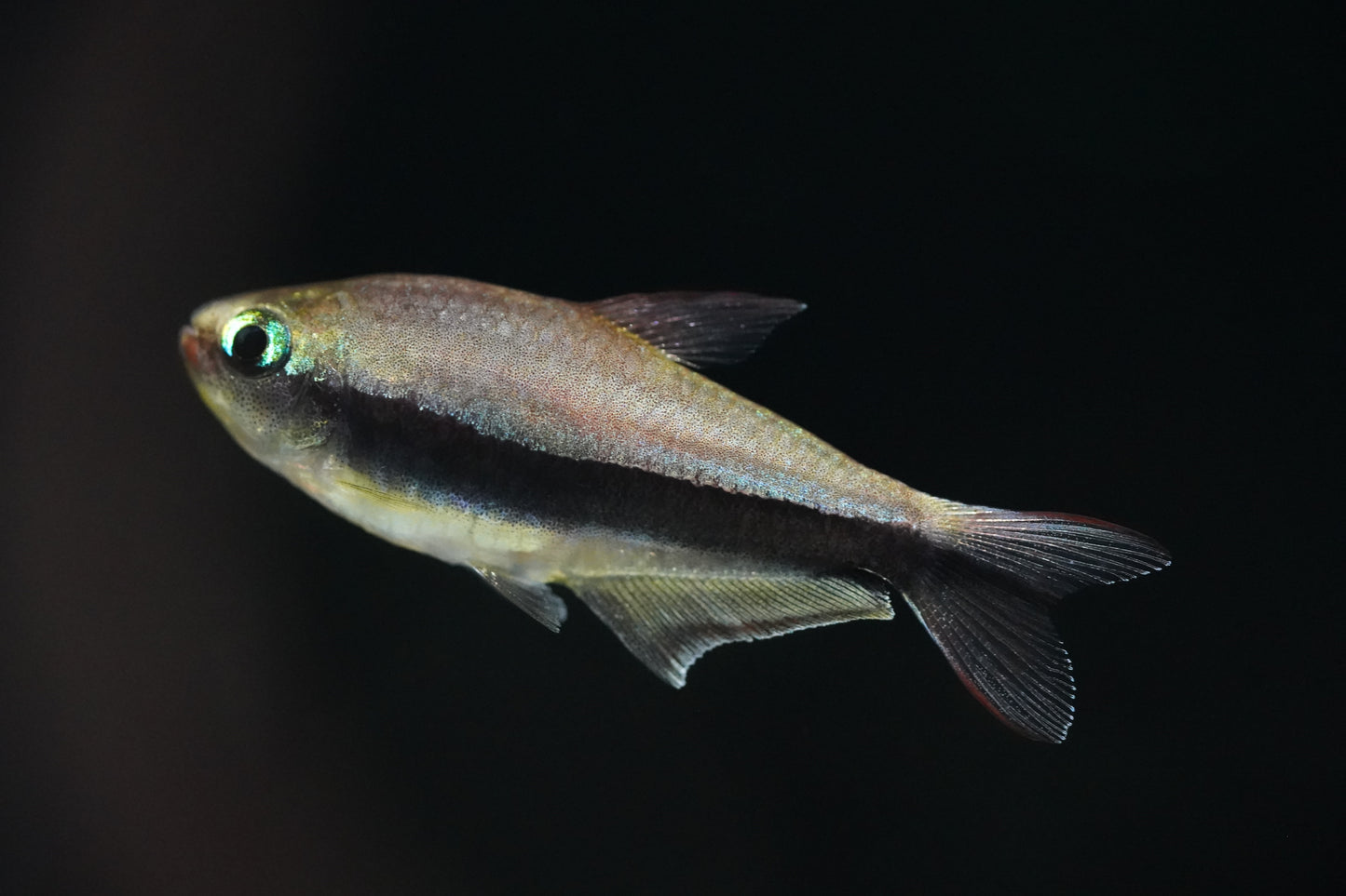 Blue Emperor Tetra