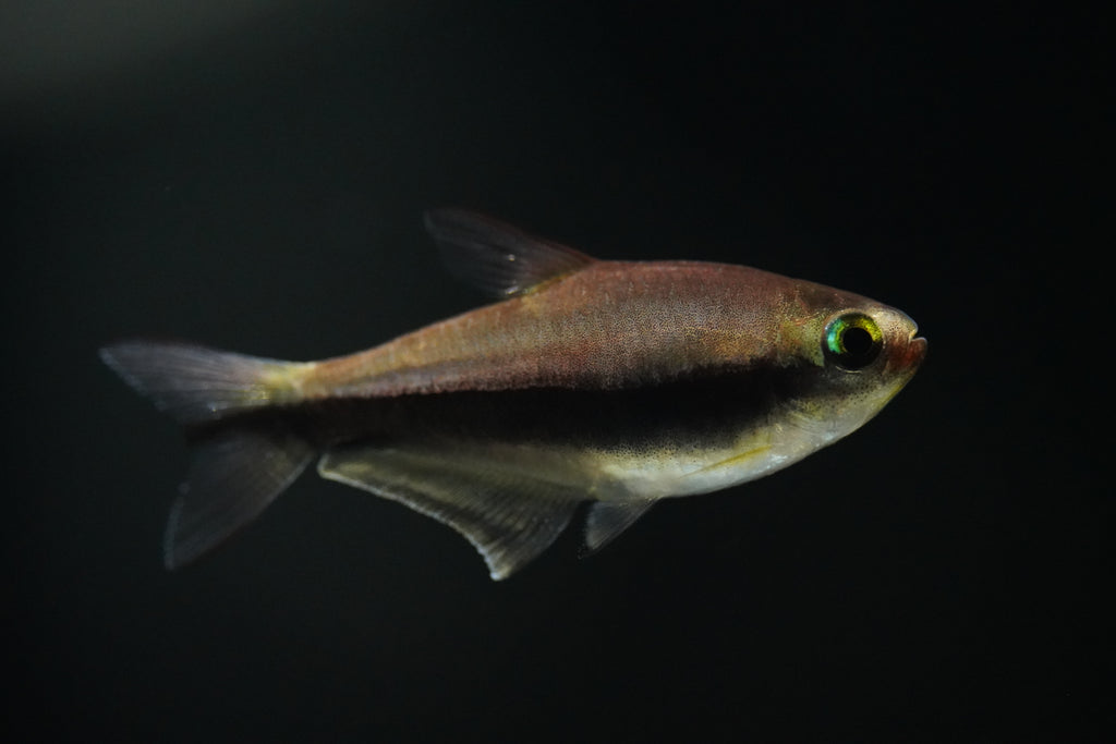 Blue Emperor Tetra
