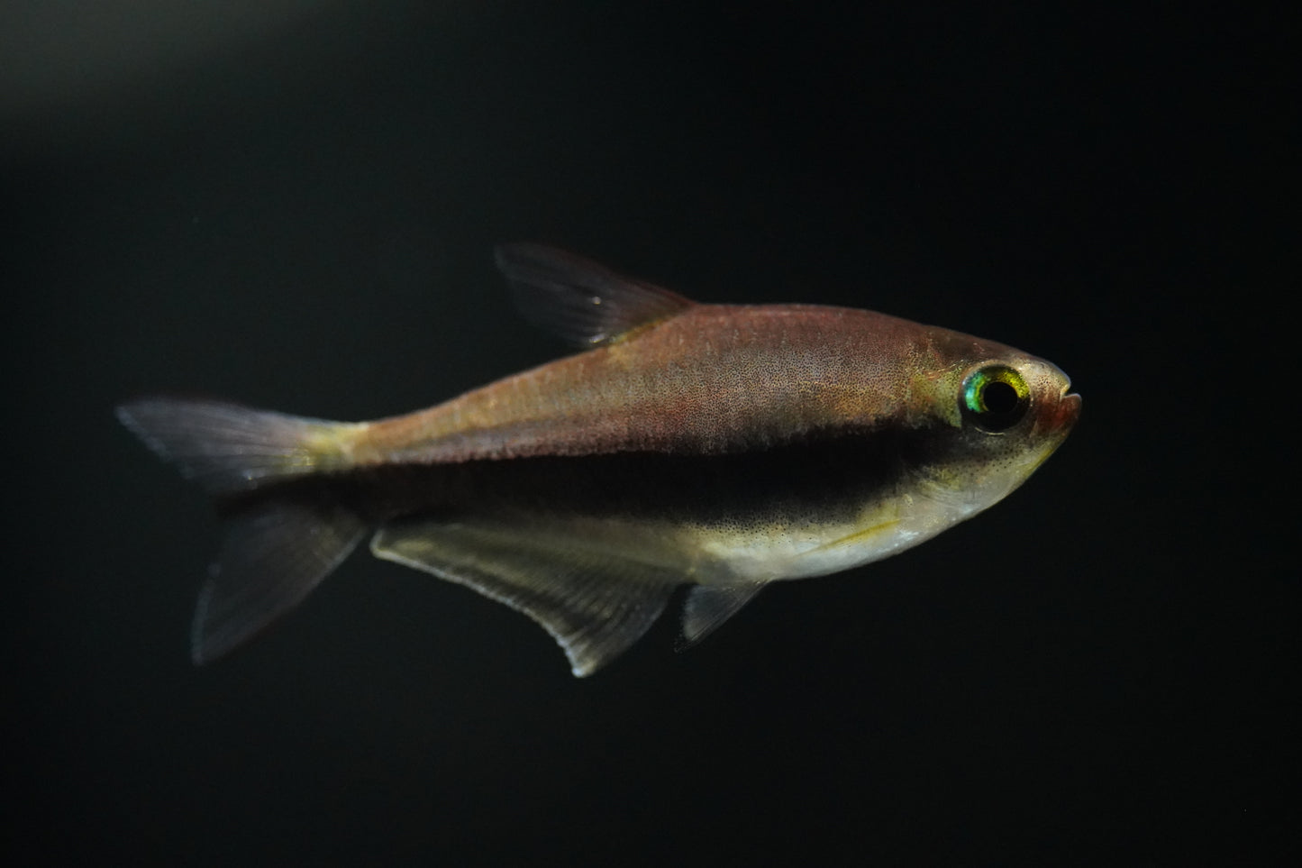 Blue Emperor Tetra