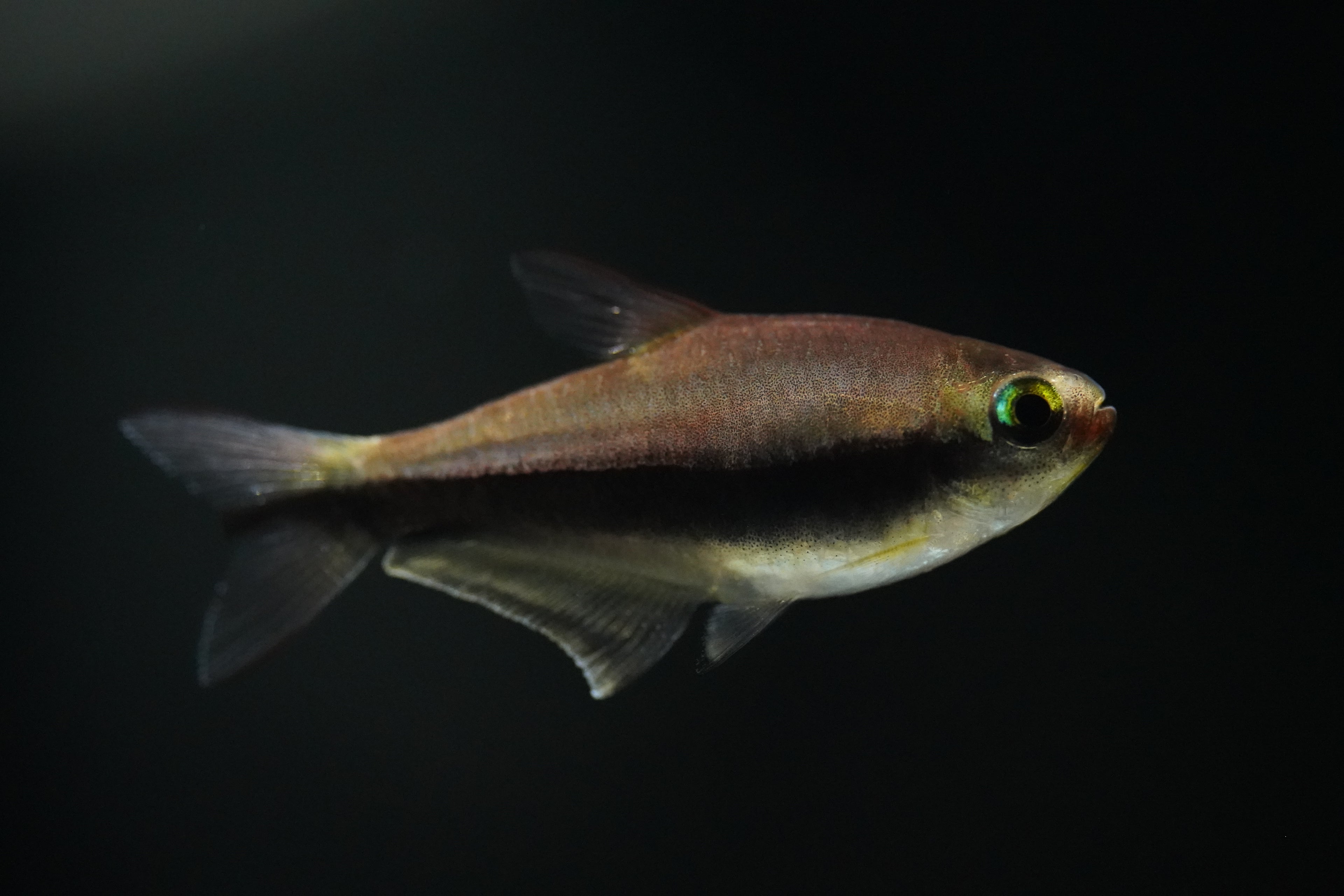 Blue Emperor Tetra