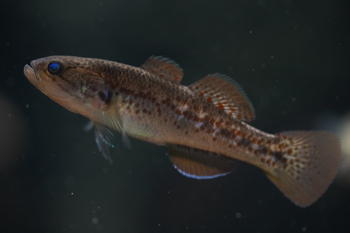 Purple Spotted Gudgeons