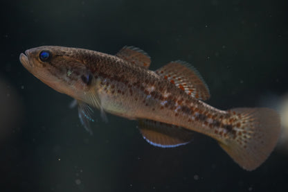 Purple Spotted Gudgeons