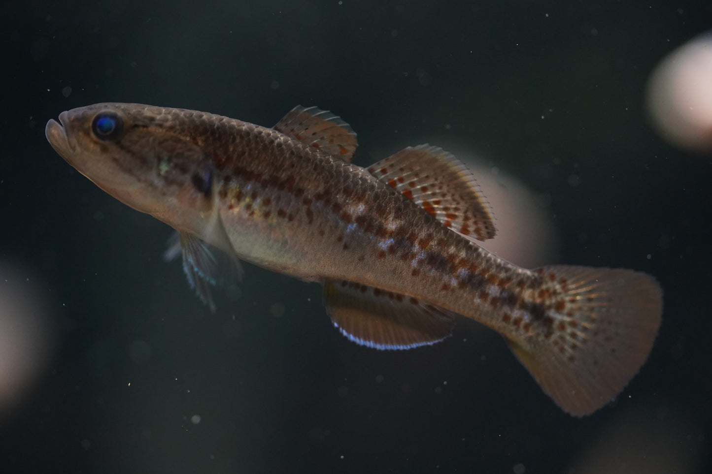 Purple Spotted Gudgeons