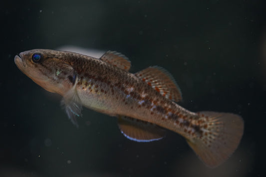 Purple Spotted Gudgeons