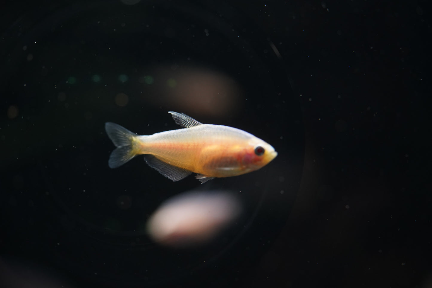 Albino Black Neon Tetra