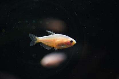 Albino Black Neon Tetra