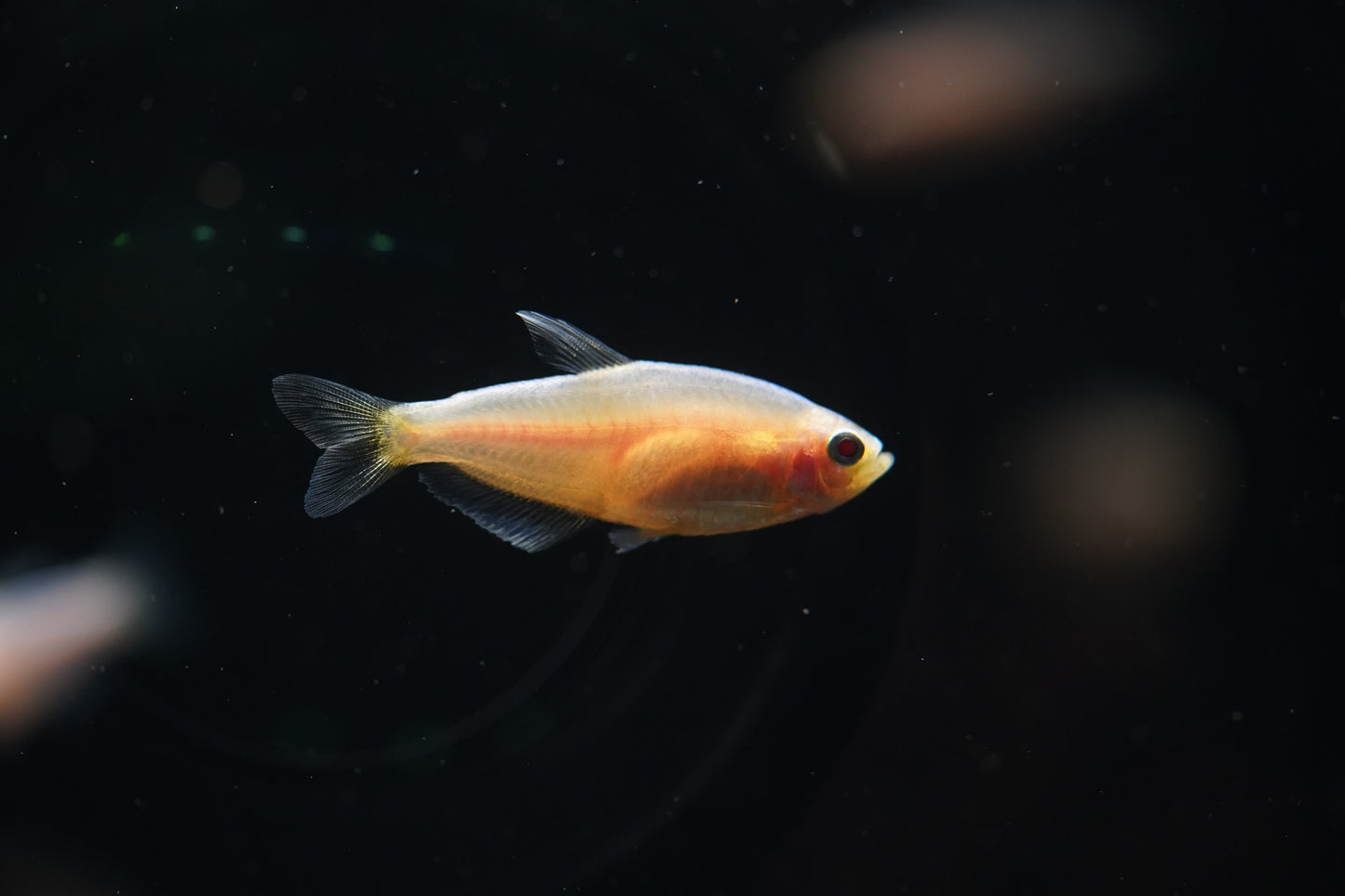 Albino Black Neon Tetra