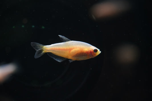 Albino Black Neon Tetra