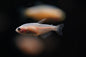 Albino Black Neon Tetra