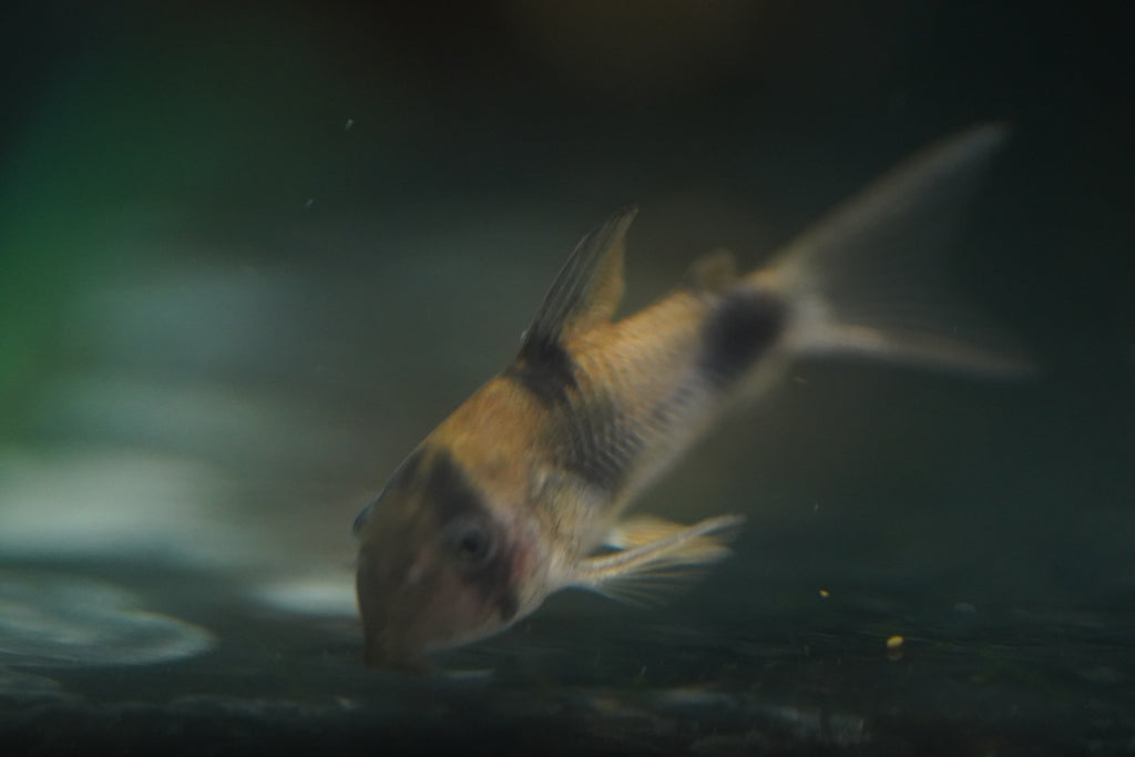 Two-Saddle Corydora