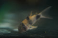 Two-Saddle Corydora