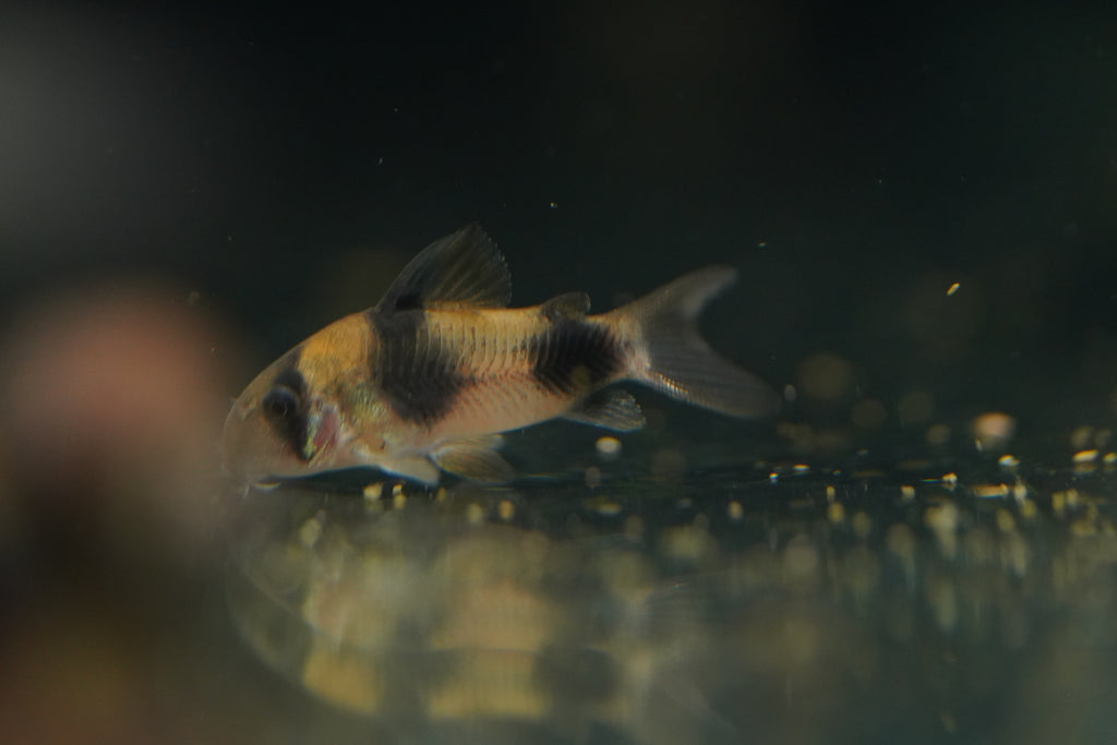 Two-Saddle Corydora
