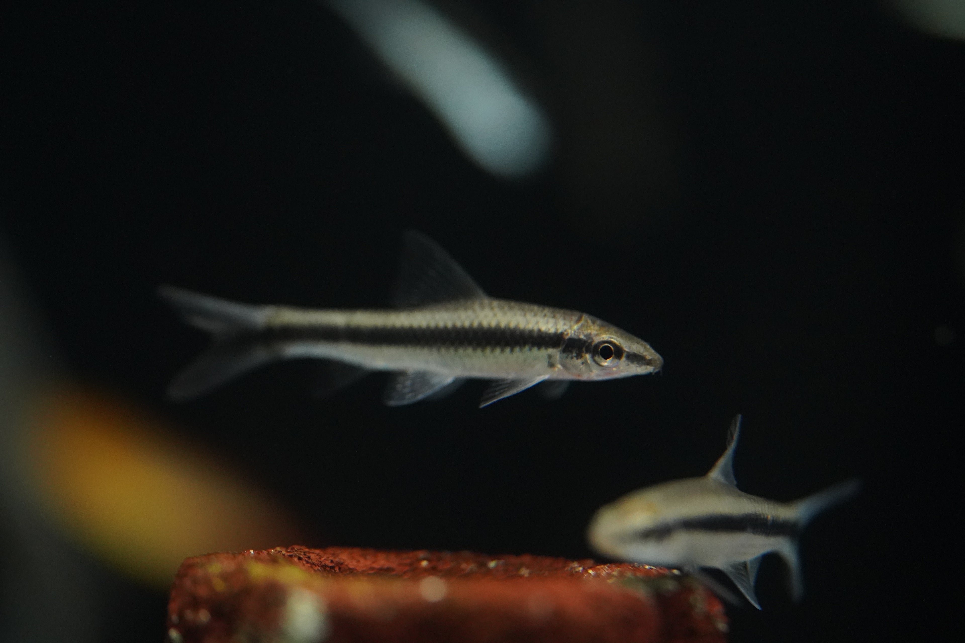 Siamese Algae Eater