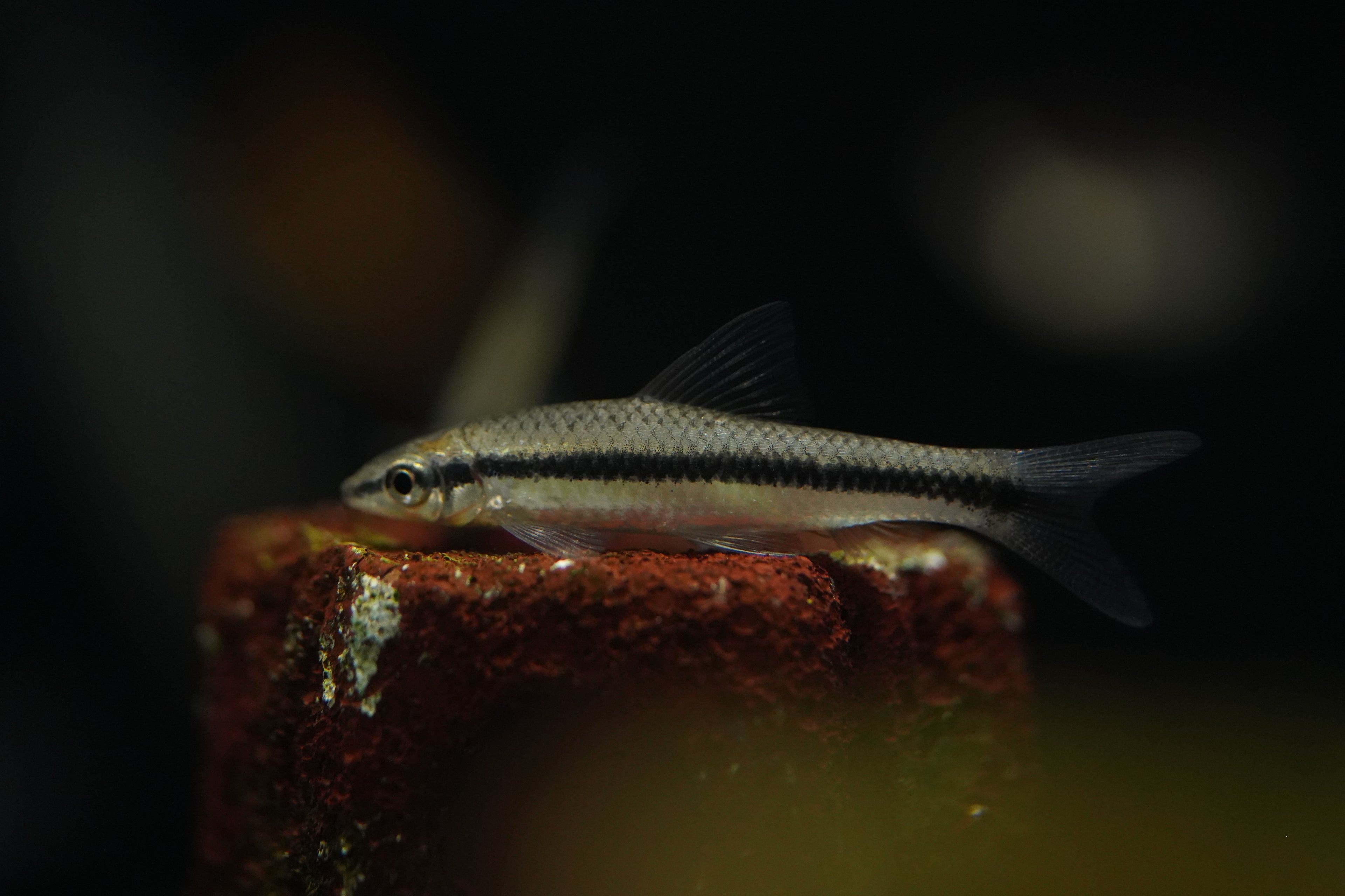 Siamese Algae Eater