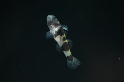 Bumblebee Goby
