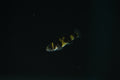 Bumblebee Goby