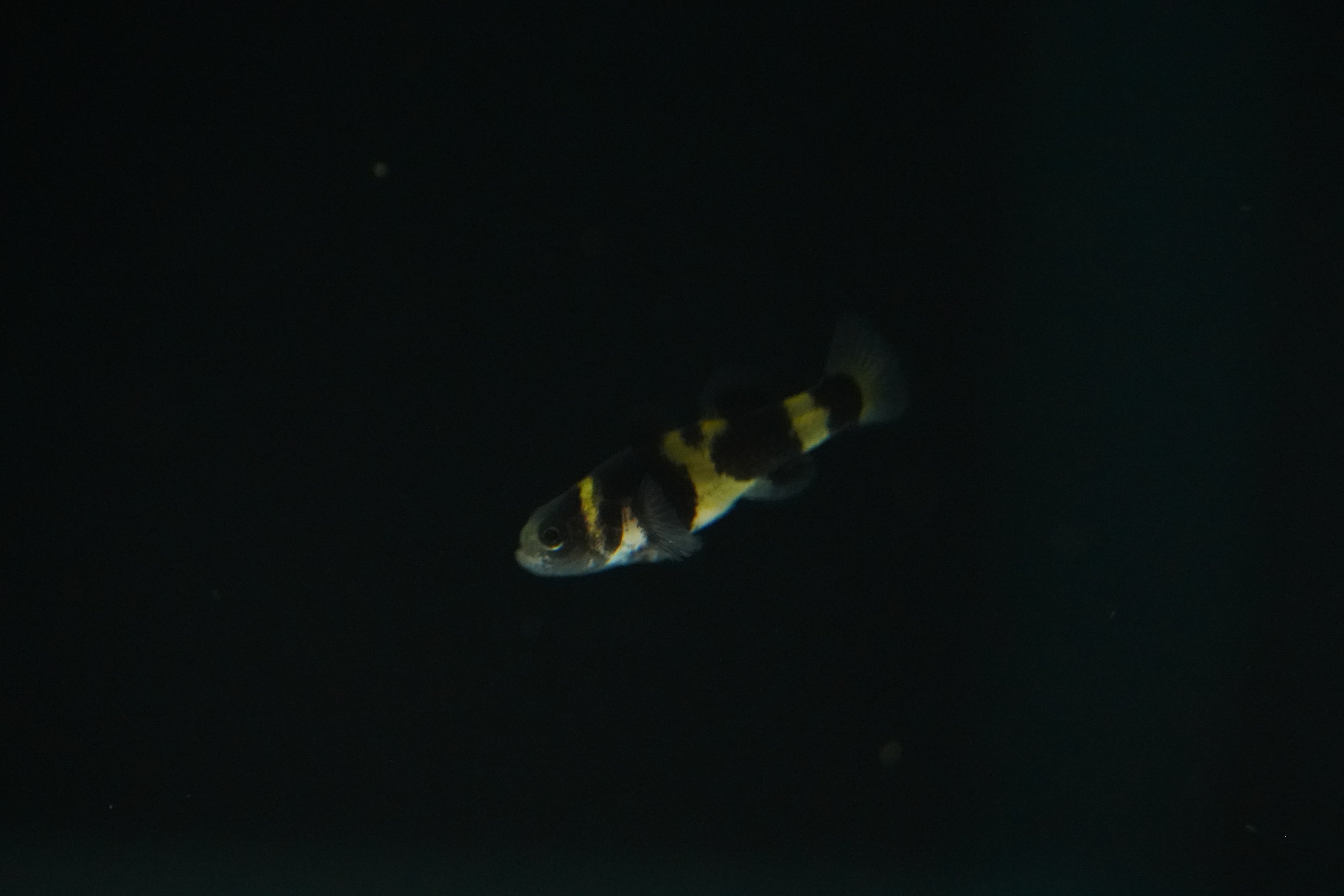 Bumblebee Goby