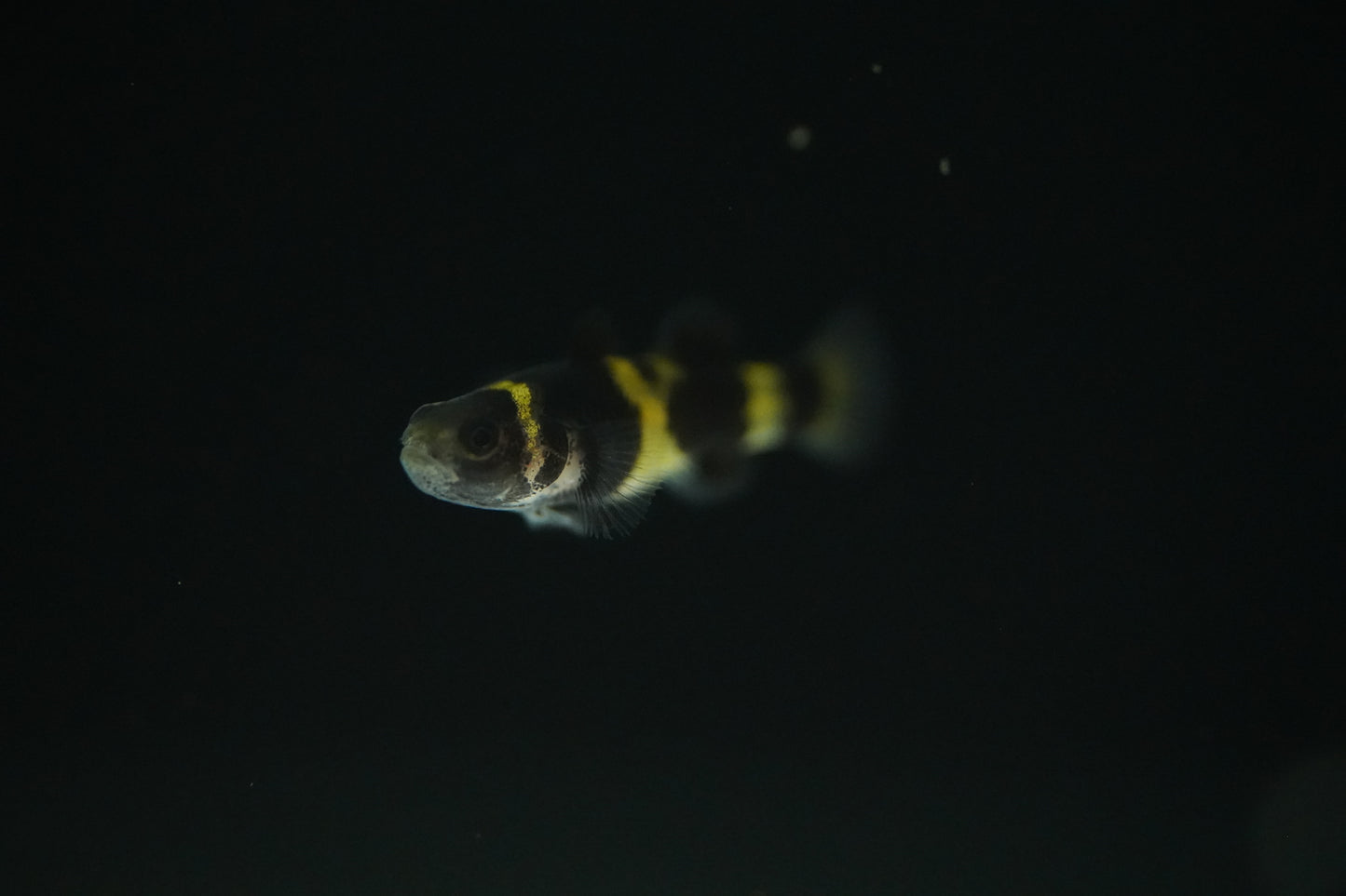 Bumblebee Goby
