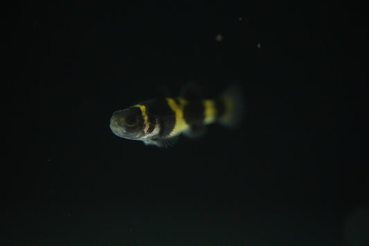 Bumblebee Goby