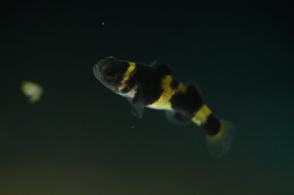 Bumblebee Goby