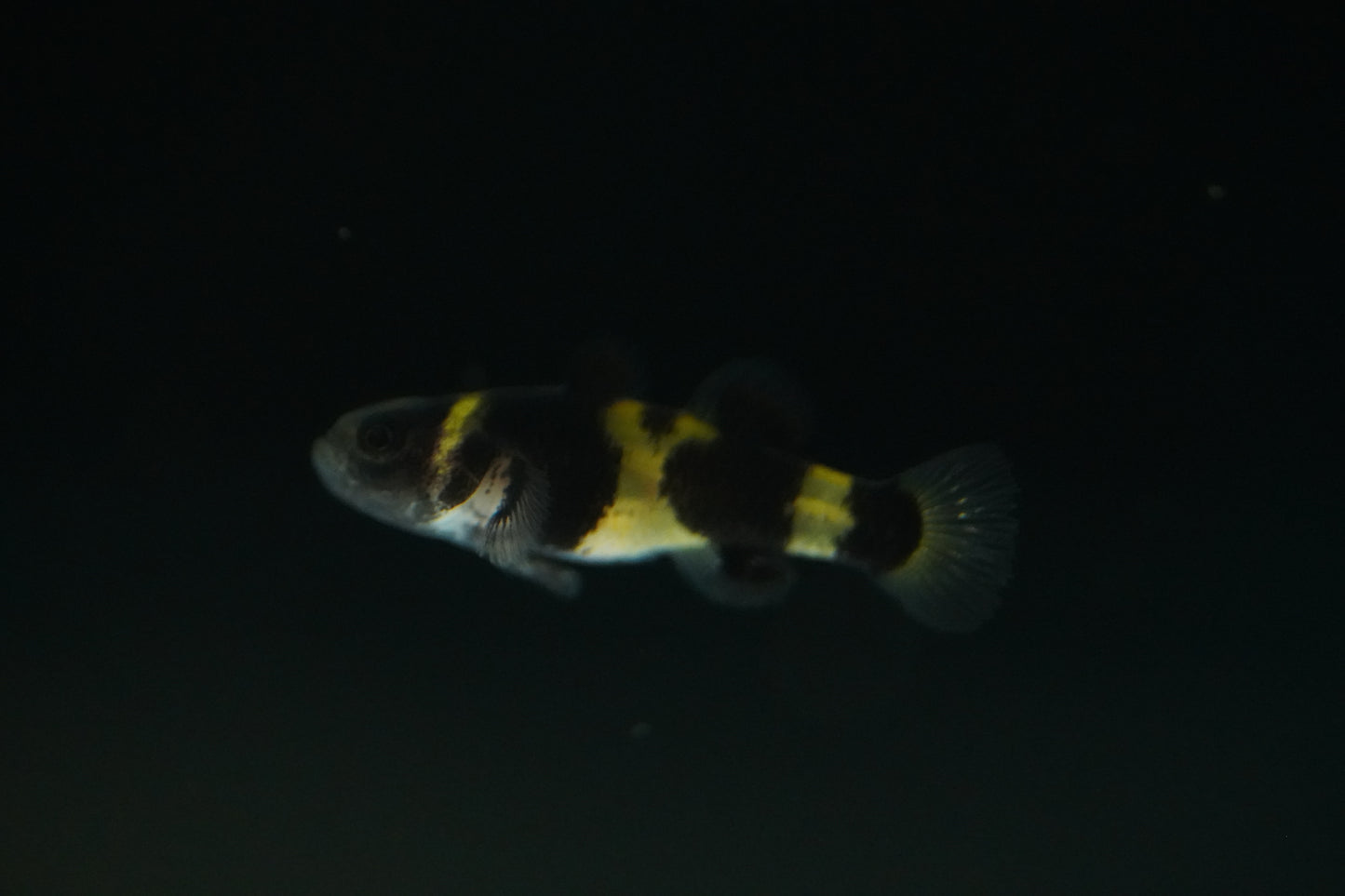 Bumblebee Goby