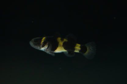 Bumblebee Goby
