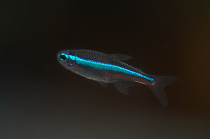 Green Neon Tetra