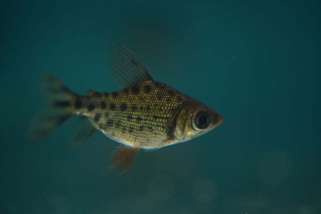 Red Flagtail