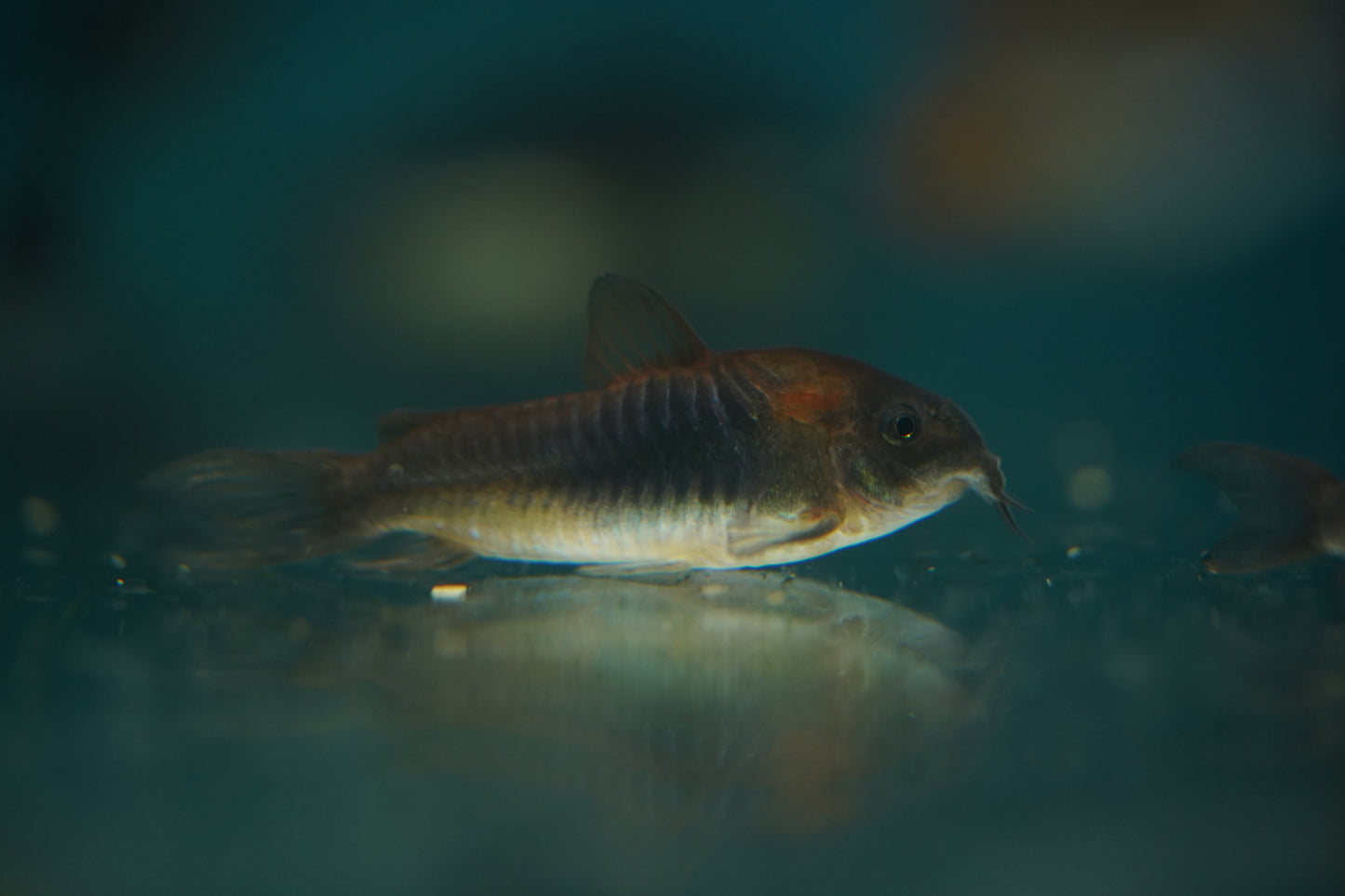 Orange Venezuelan Corydora