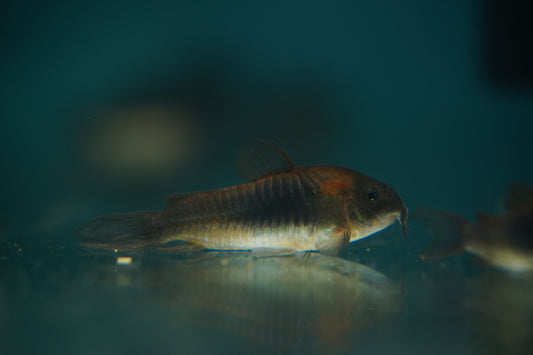 Orange Venezuelan Corydora