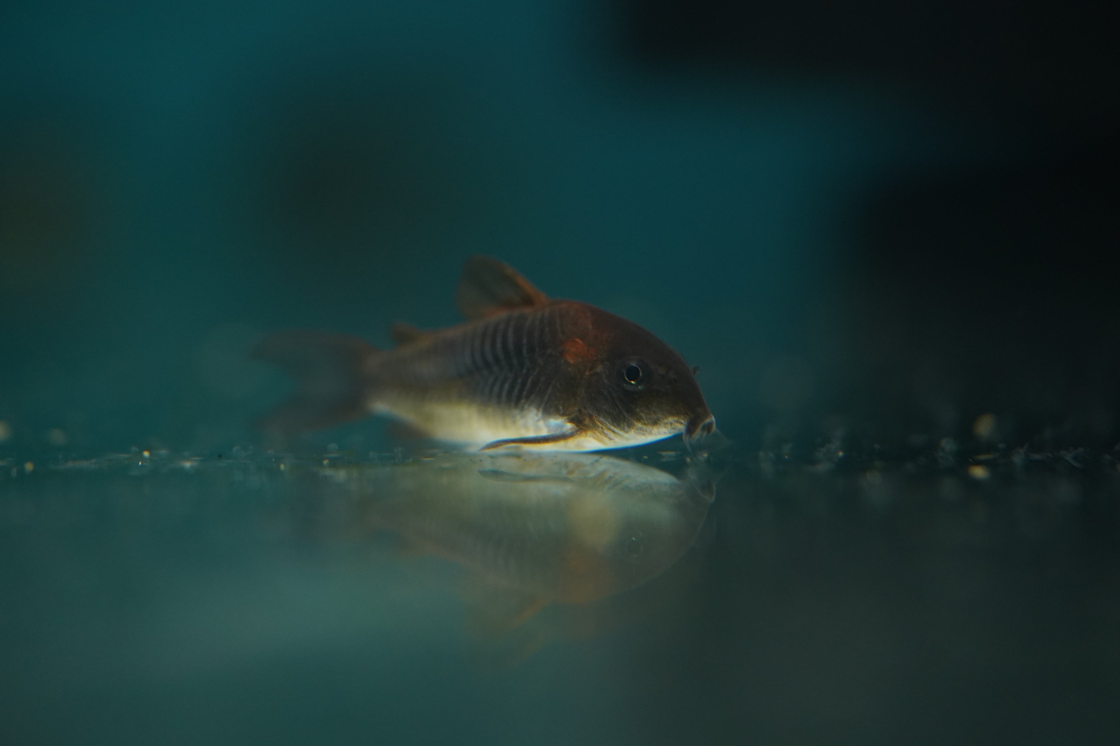 Orange Venezuelan Corydora