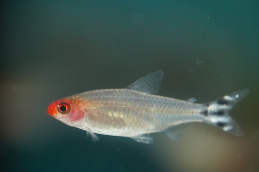 Rummynose Tetra