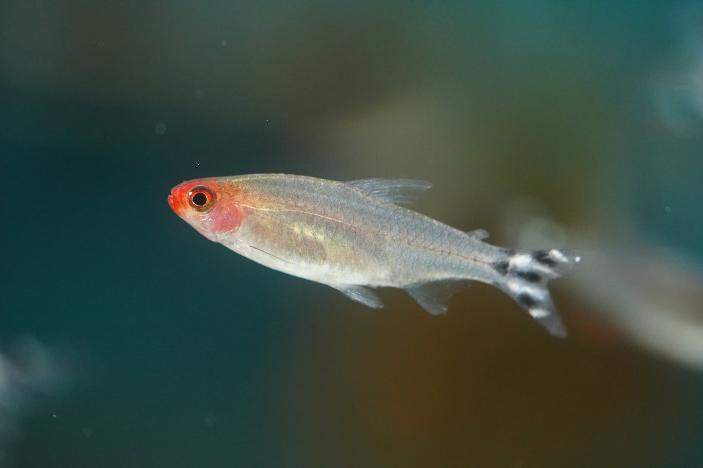 Rummynose Tetra