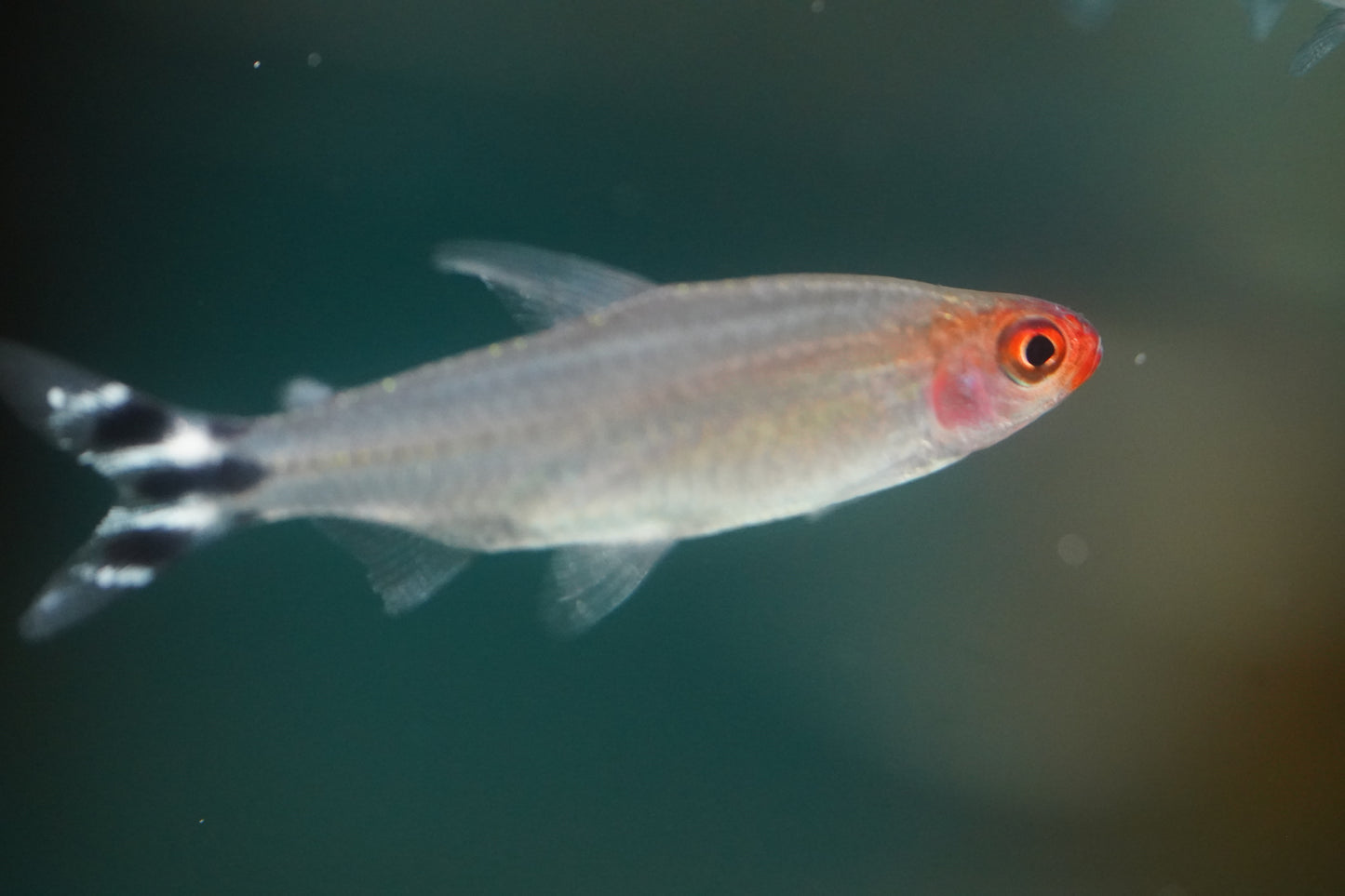 Rummynose Tetra