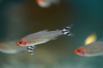 Rummynose Tetra
