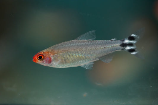 Rummynose Tetra