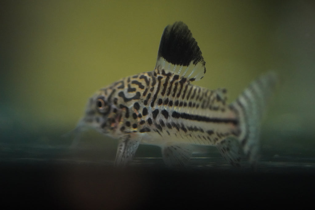 Julli Corydora