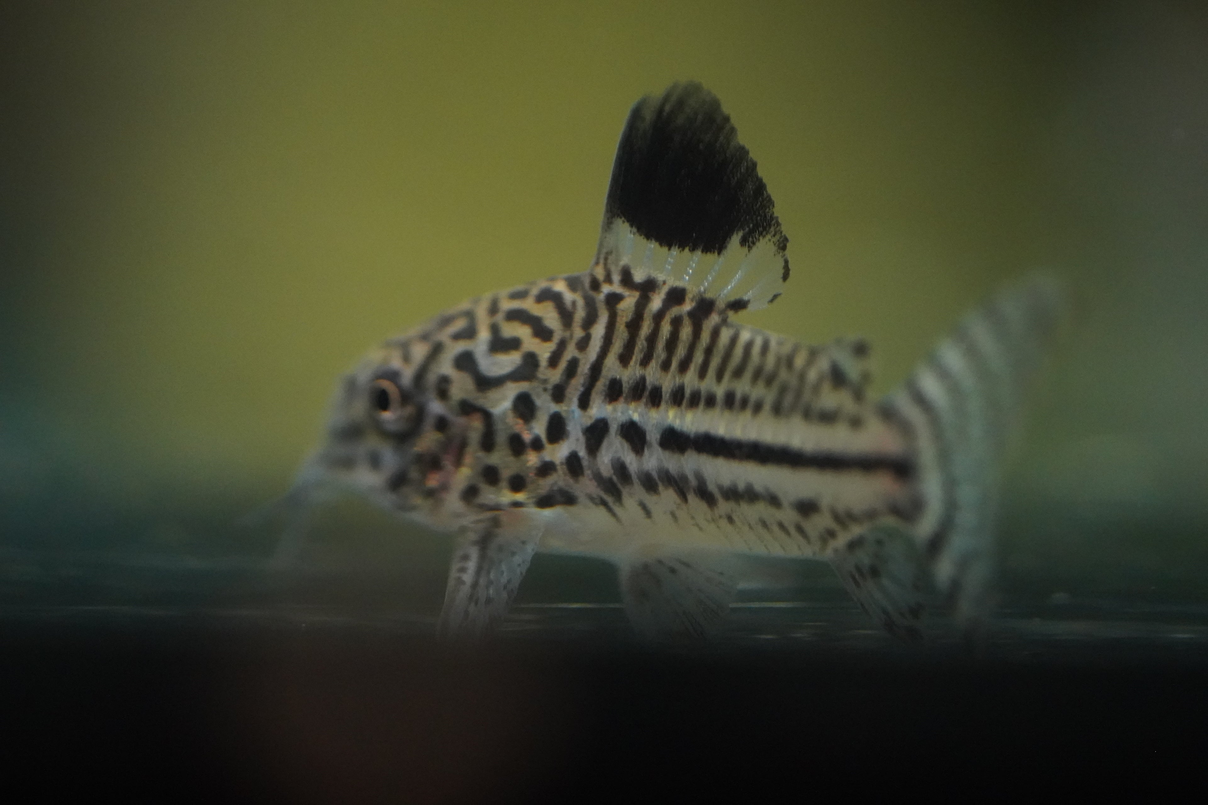 Julli Corydora