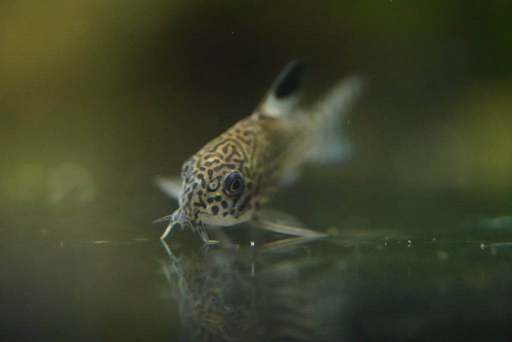 Julli Corydora