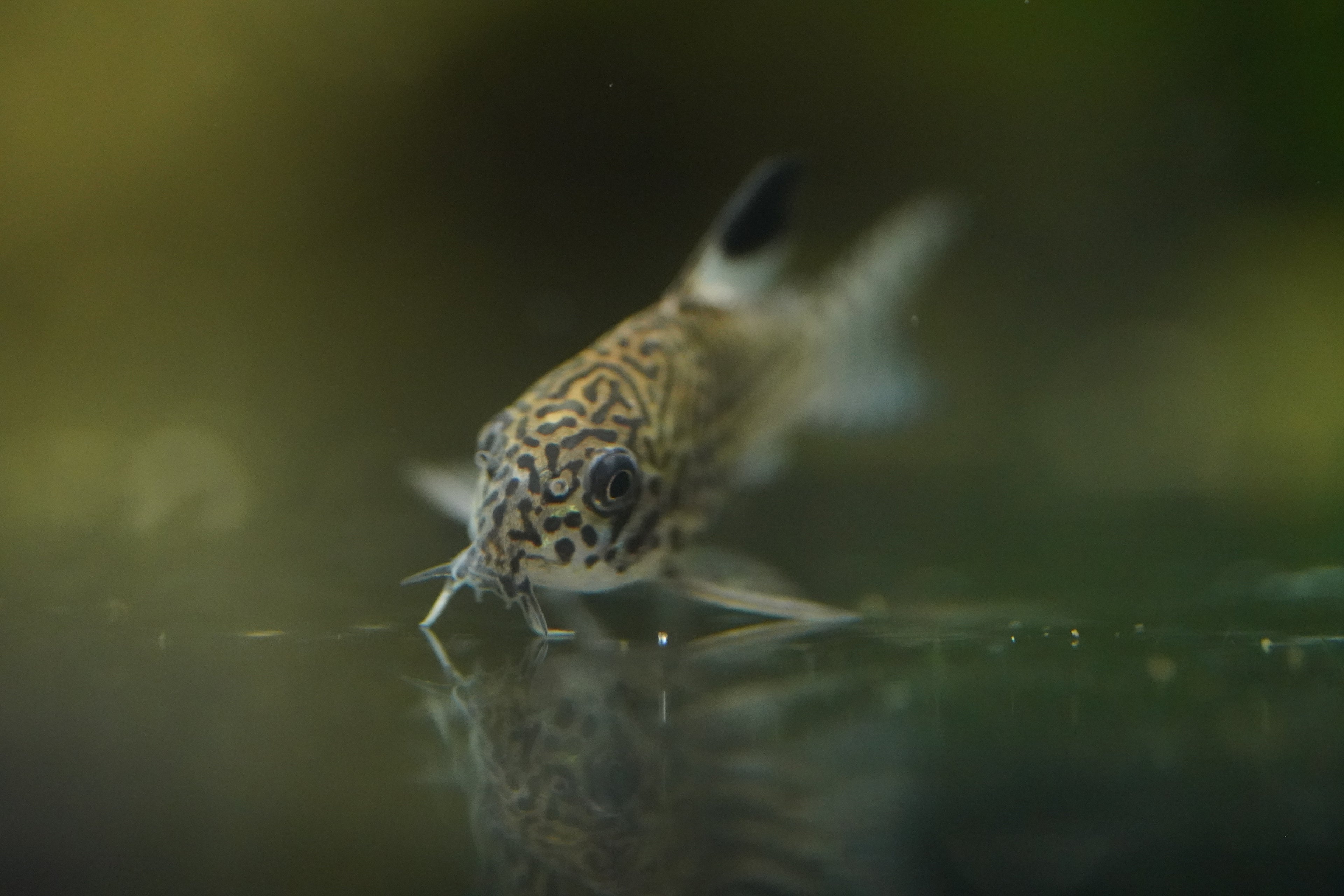 Julli Corydora