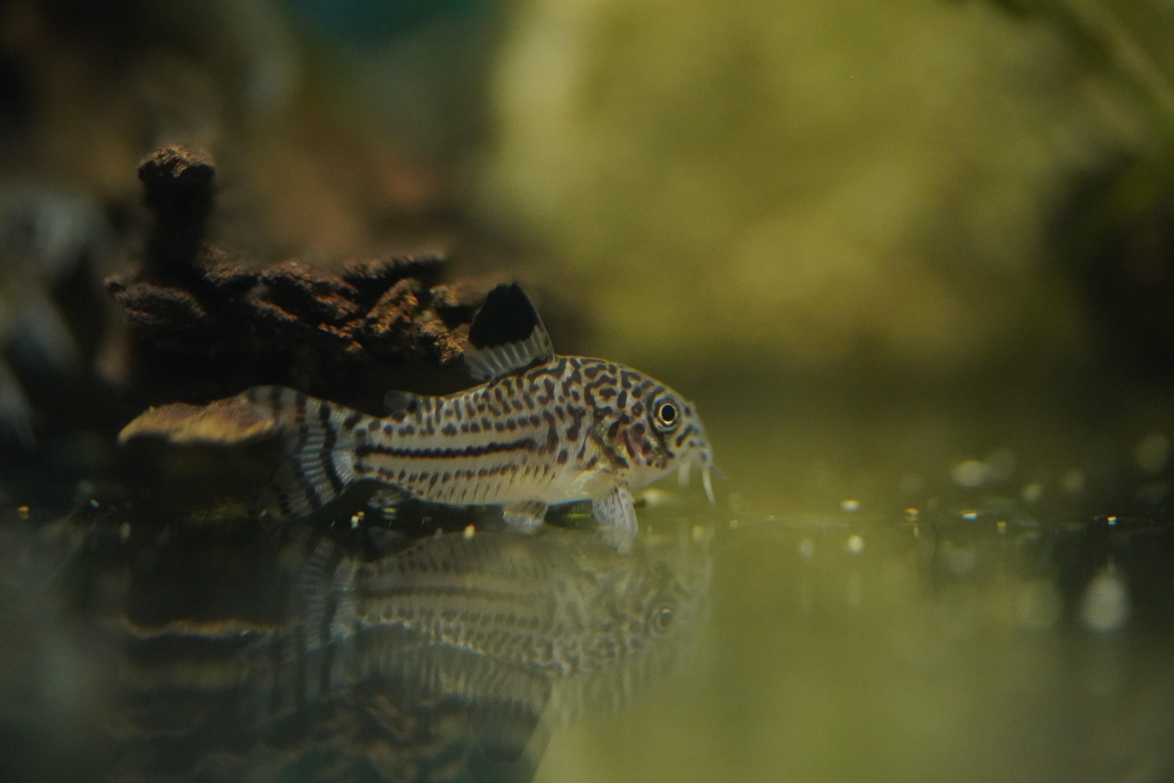 Julli Corydora