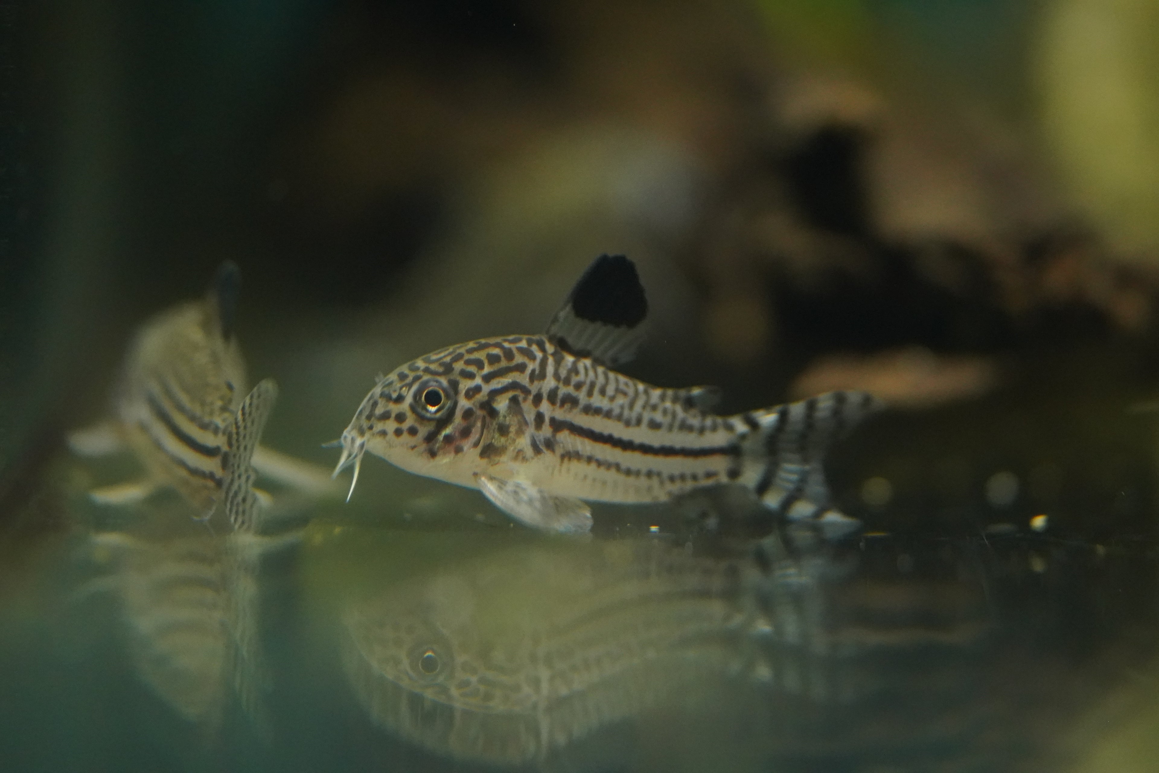 Julli Corydora