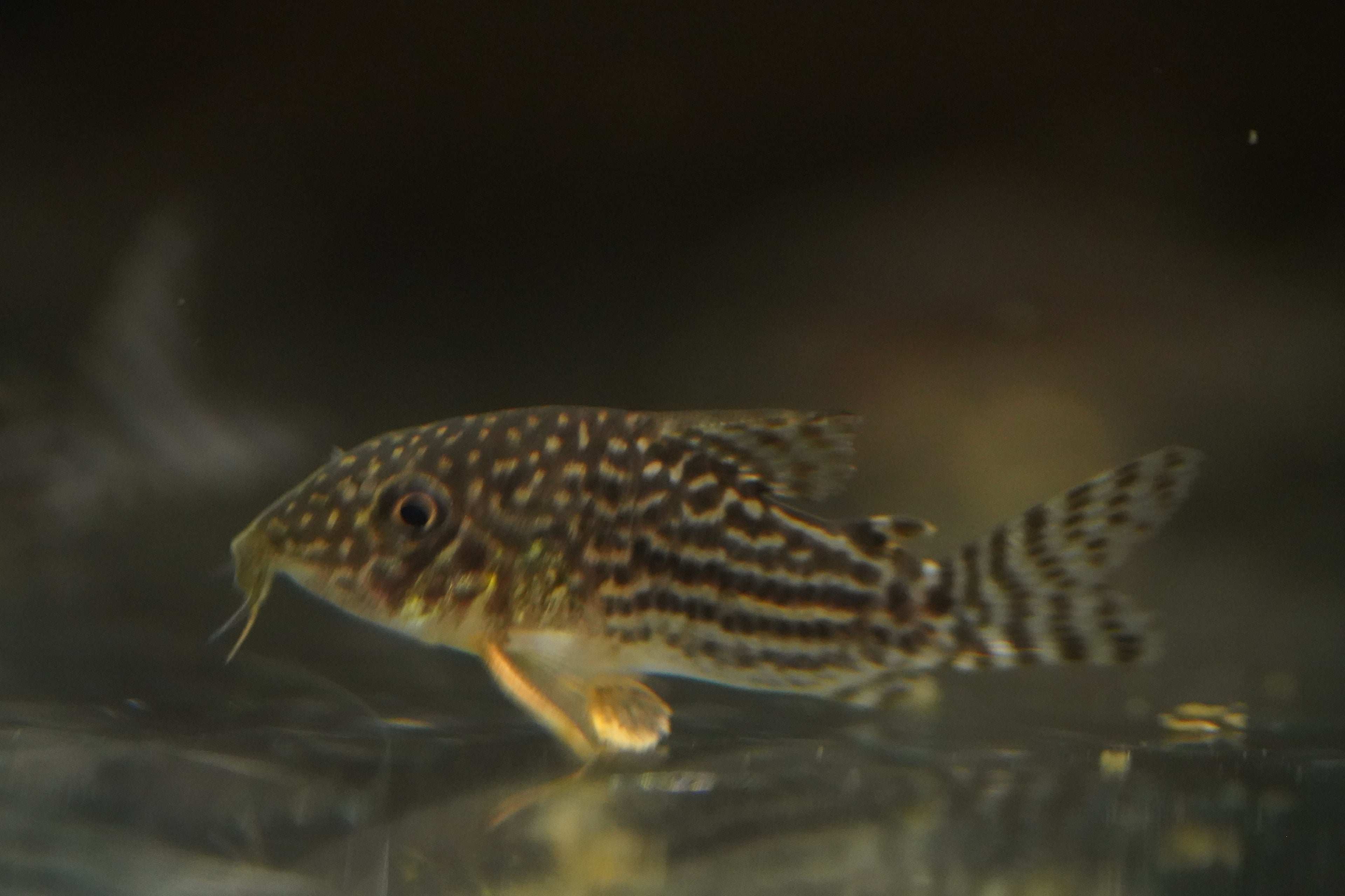 Sterbai Corydora