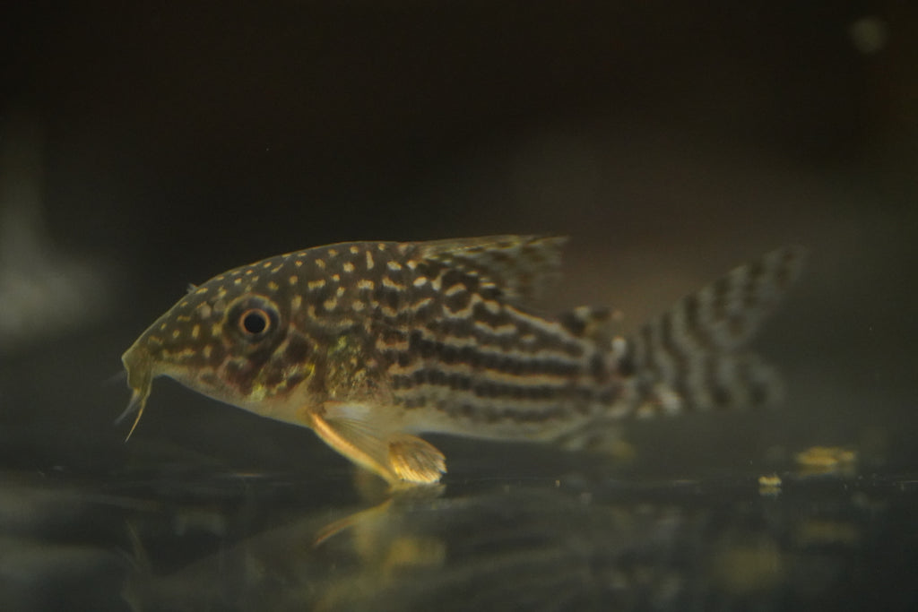 Sterbai Corydora