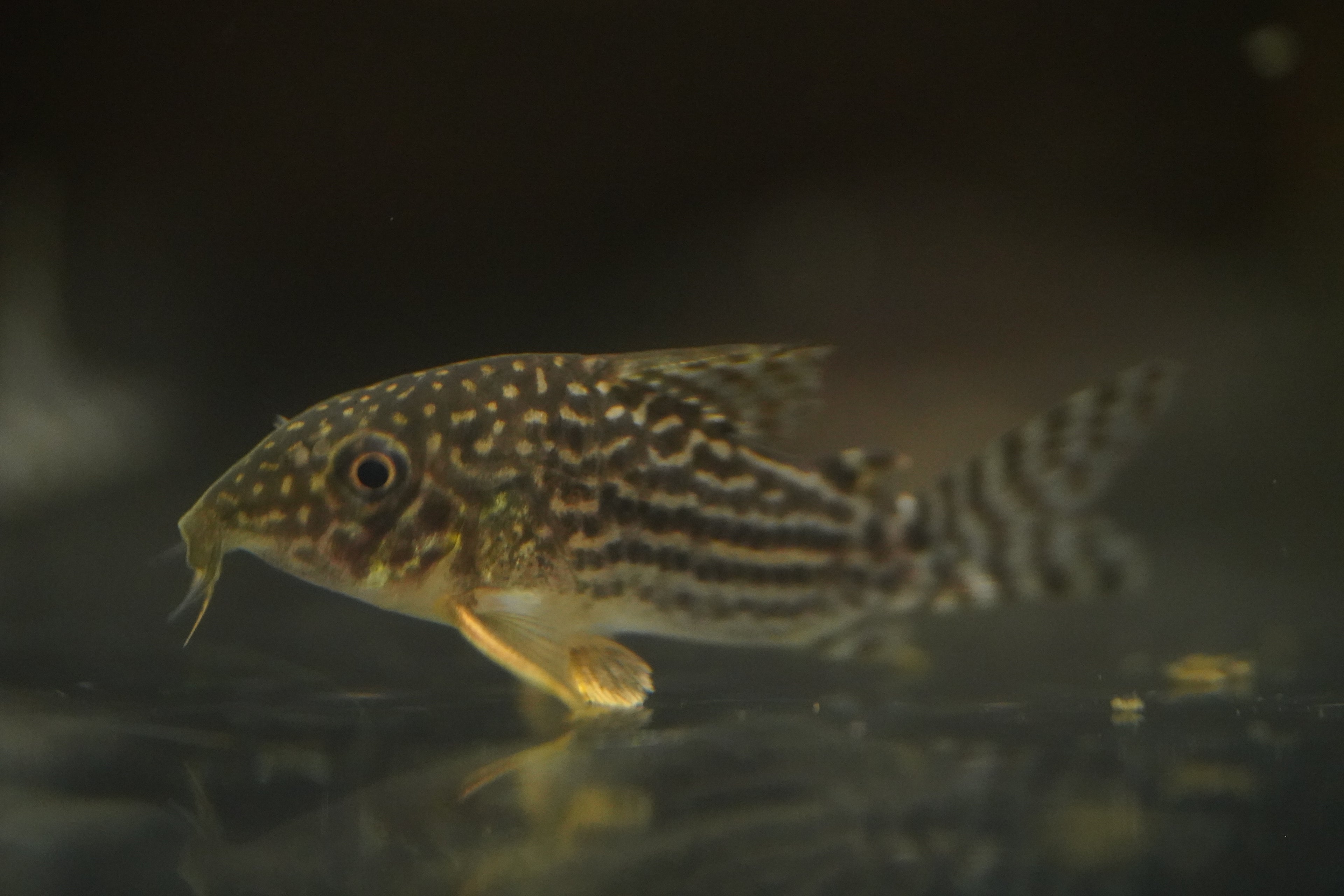 Sterbai Corydora