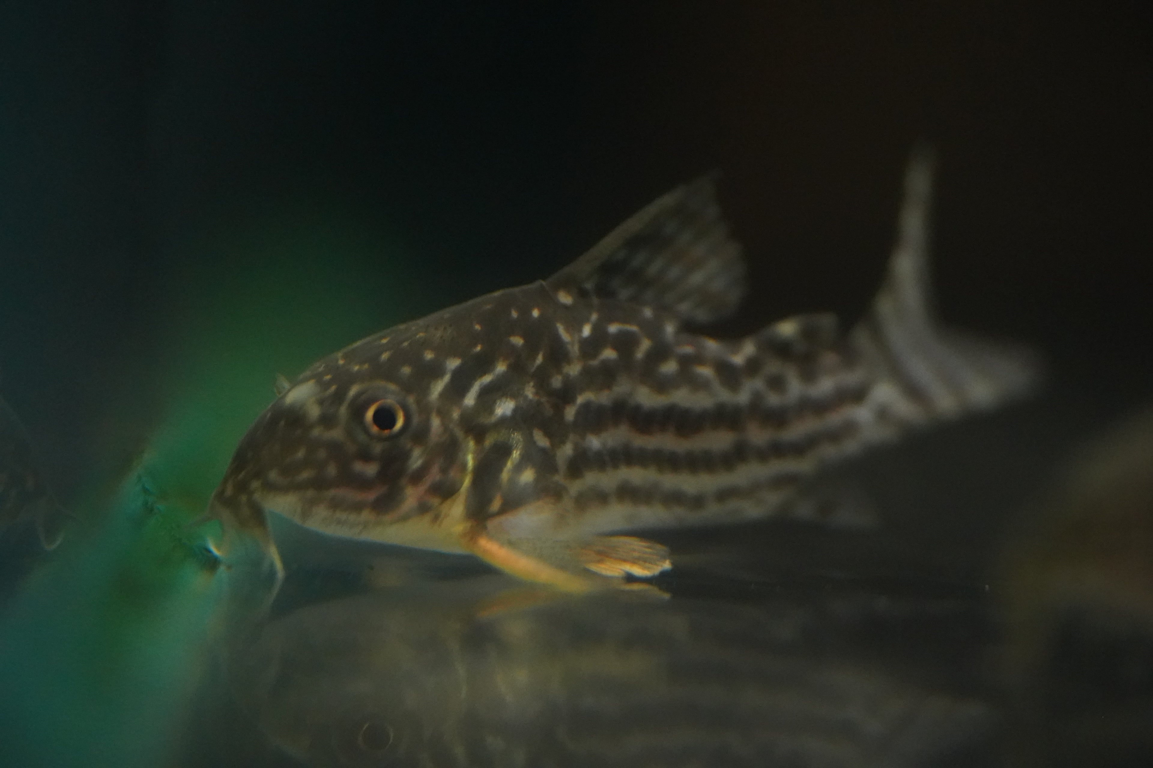 Sterbai Corydora