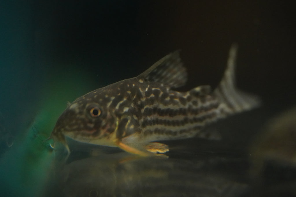 Sterbai Corydora