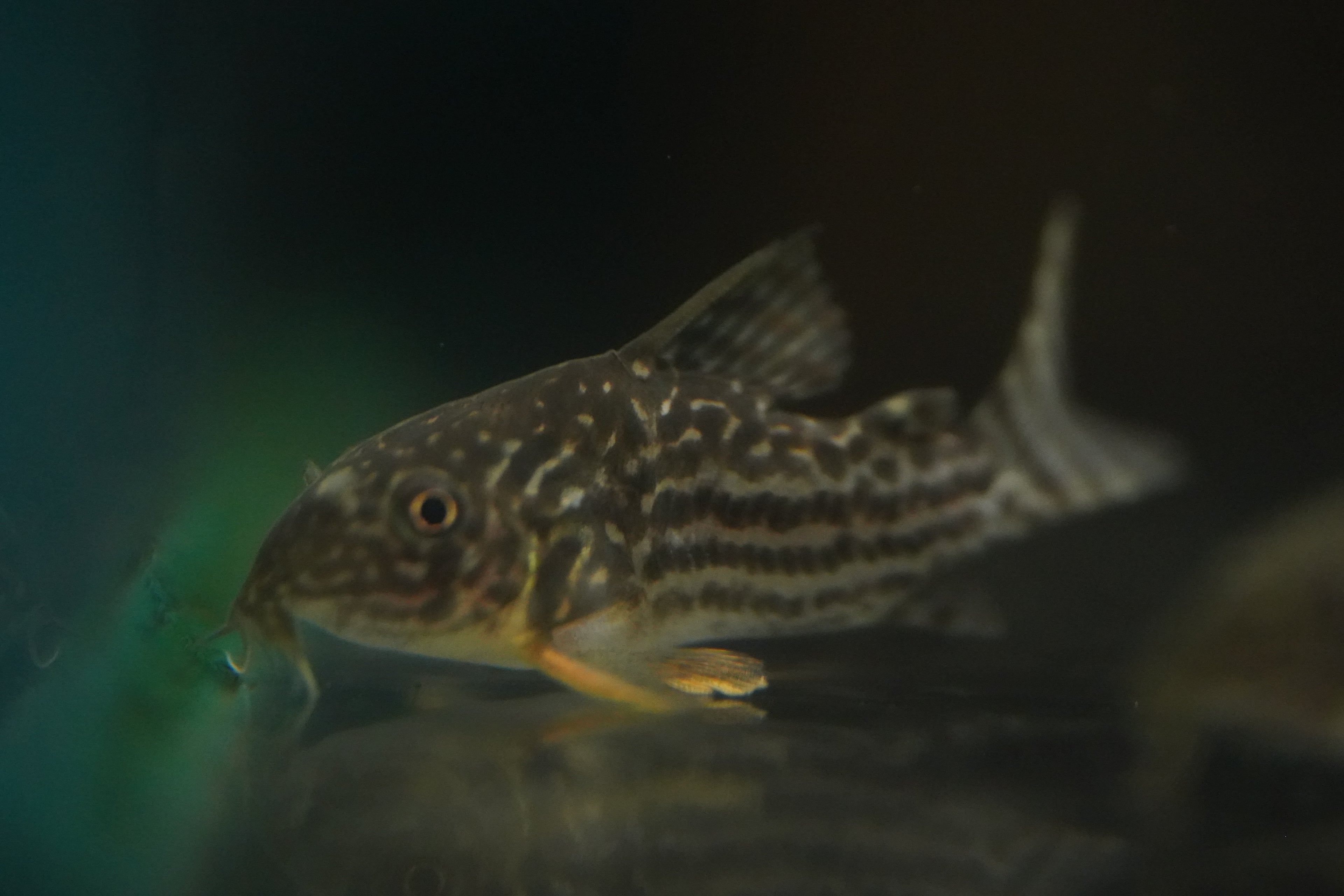 Sterbai Corydora